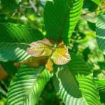 Kratom: Herbal Supplements' King for Safety and Effectiveness