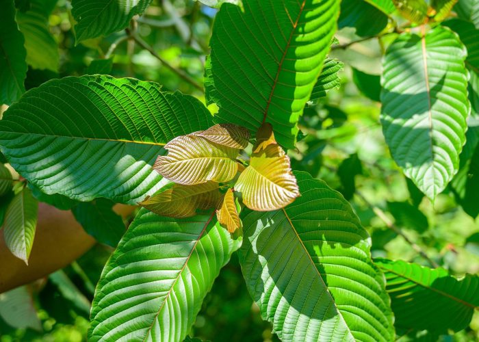 Kratom: Herbal Supplements' King for Safety and Effectiveness