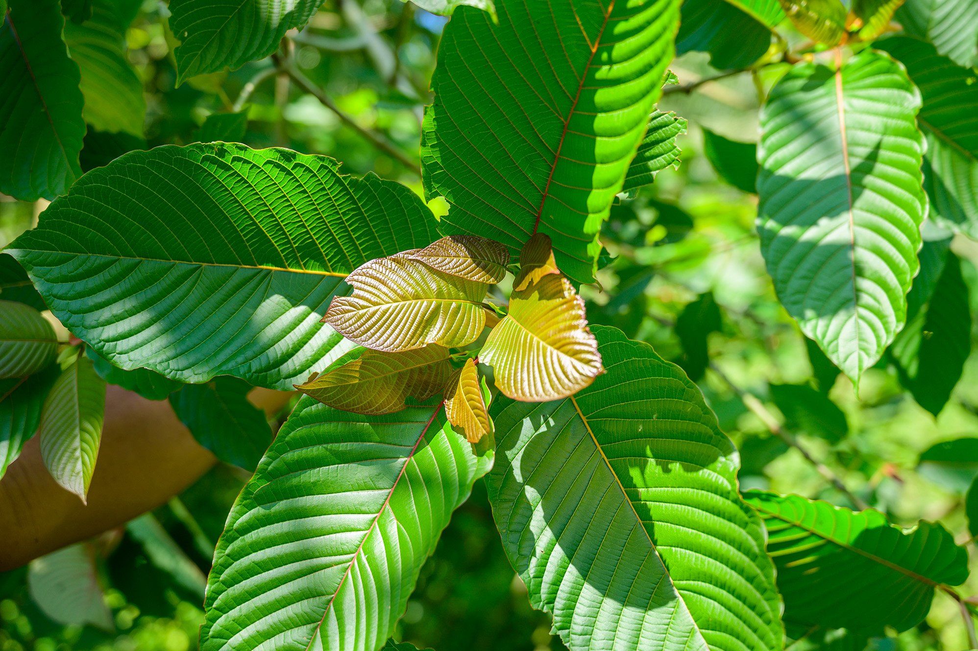 Kratom: Herbal Supplements' King for Safety and Effectiveness